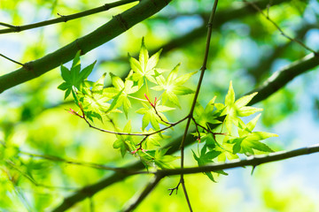 新緑のモミジ