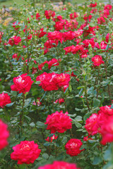 Fototapeta premium Fild of red roses in the garden. Natural background