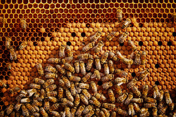 Bees feeding cells with honey