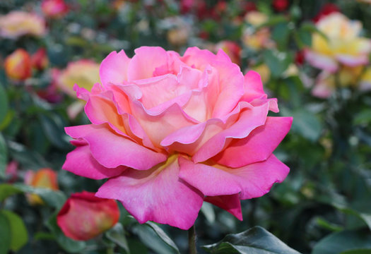 Fototapeta Pink Rose big flower. Macro. Bokeh. Natural background