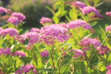Bushes of pink flowers blossoming in greenery. Sunlight. Natural background. Bokeh