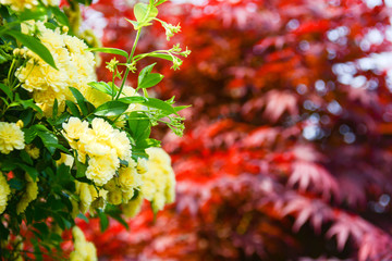 background flowers wall