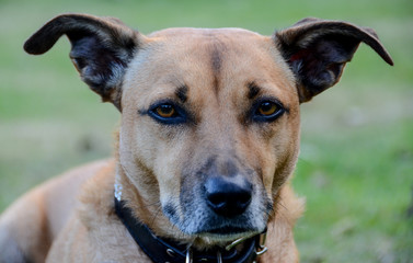 Male dog staring at camera