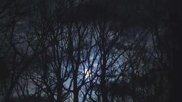 Dark Night In A Forest