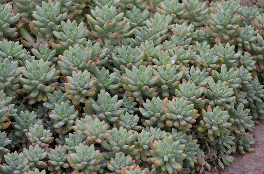Pink and Green Seedum Plants in a Garden