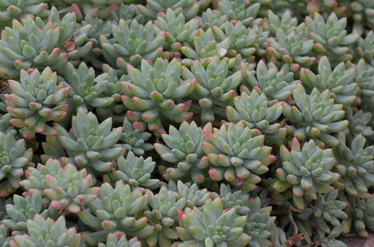 Beautiful Flowering Succulent Plants in a Garden