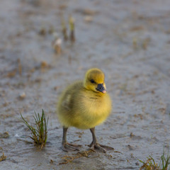 yellow baby gray goose (anser anser) standing in mud
