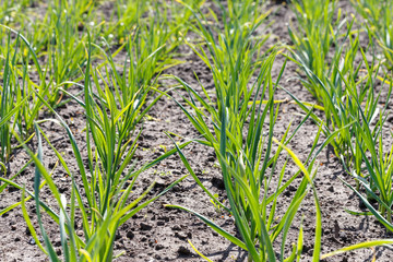 Young garlic planted with beds