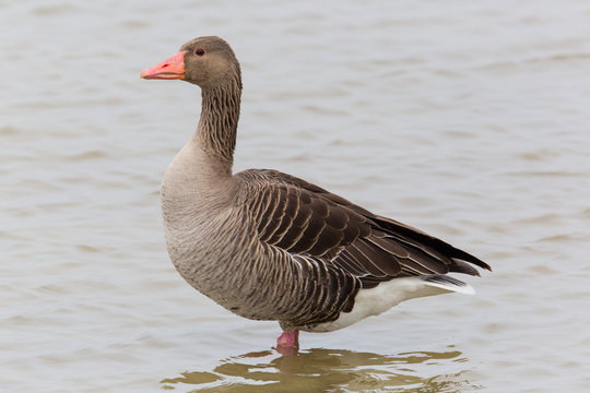portrait of standing gray goose (anser anser) in water