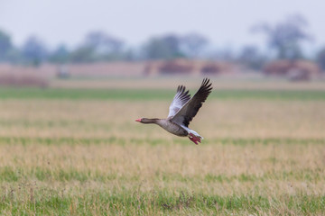 portrait of flying gray goose (anser anser) in meadow