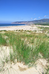 Fototapeta na wymiar Sand dunes and beach landscape on sunny summer day