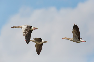 portrait of three flying gray gooses (anser anser) in blue sky