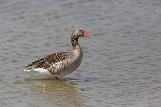 portrait of standing gray goose (anser anser) in water