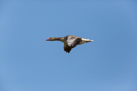 portrait of isolated flying gray goose (anser anser) in blue sky