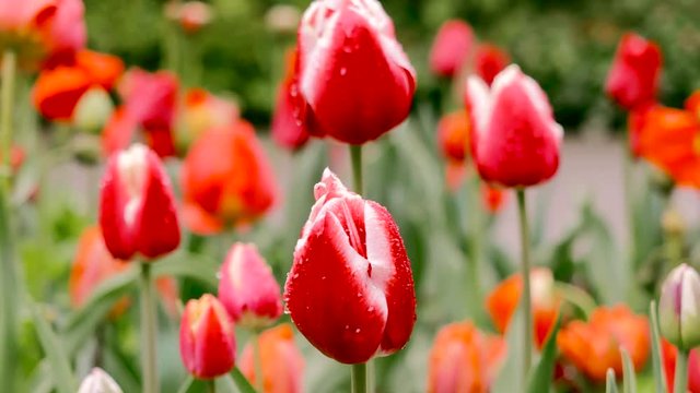 Red tulip on a background of tulips. The camera moves back on the slider. Color correction.