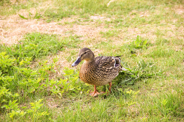 A branch of white lilac against the white domes of the church...