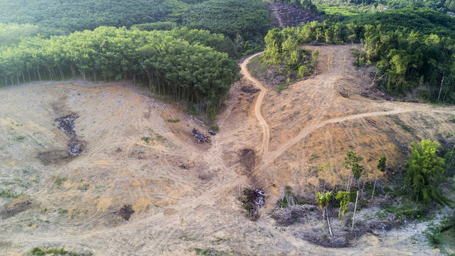 Deforestation. Logging, Rainforest felled to make way for oil palm plantations