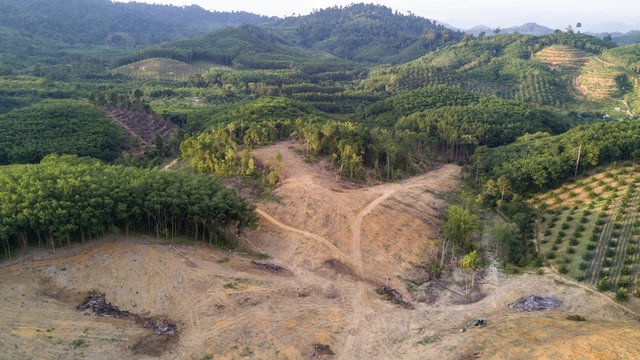 Deforestation. Logging, Rainforest felled to make way for oil palm plantations