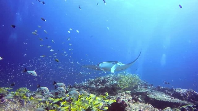 Tauchen mit Mantas auf den Malediven