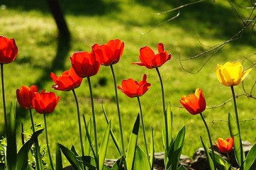 Obraz premium Rote Tulpen