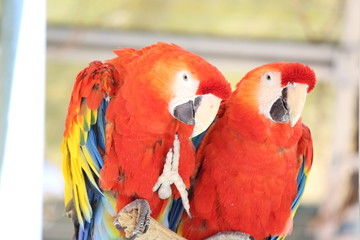 カラフルな２匹のオウム
