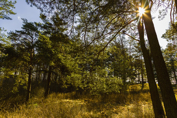 Forest of pine at springtime
