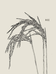 Green rice