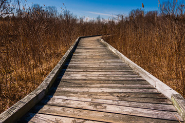 Fototapeta premium Boardwalk wooden walking path surrounded by tall grass in daytime