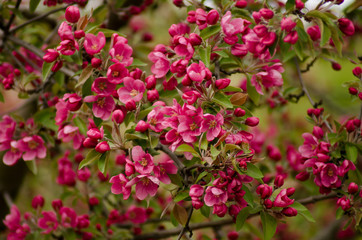 Background of red apple-tree in blossom