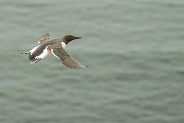 Common guillemot flying over the sea