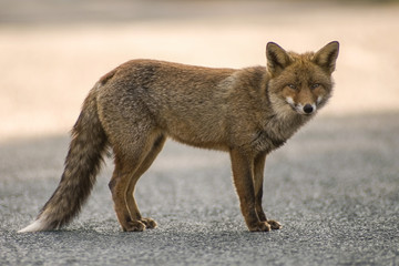 Fox