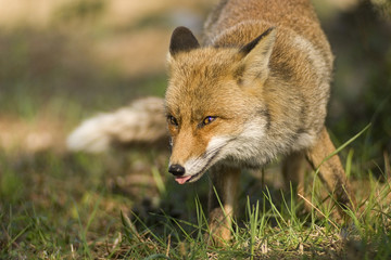 Fototapeta na wymiar Portrait of fox