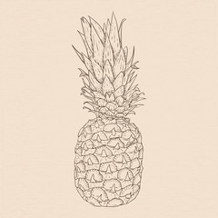 Pineapple. Hand drawn sketch on beige background