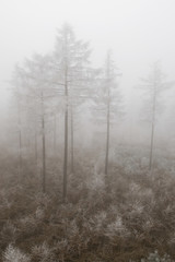 Obraz na płótnie Canvas Forest in winter