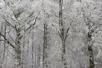 Foto auf Leinwand Forest in winter, loofbos met sneeuw © Sebastian