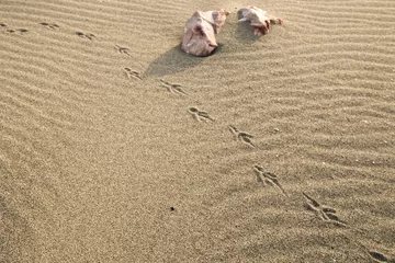 Fototapeten Bird tracks on a beach in tuscany © Sebastian