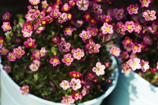 Saxifraga flowers