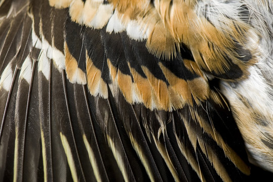 Feathers of brambling