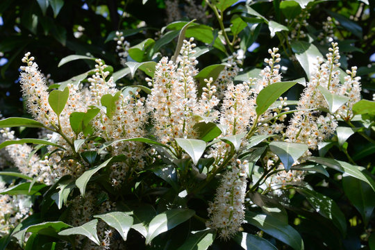 liguster ovalblättriger Ovalblättriger Liguster (Ligustrum ovalifolium) | 40-60 cm im Topf main image 1