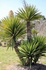 Yucca with three large parts, filling the image with sunshine, center