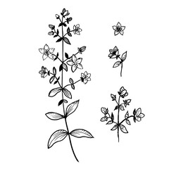 Hand drawn St. John's wort  isolated on white background. Sketch, vector illustration.