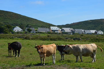 Fototapeta na wymiar Vaches du Cotentin
