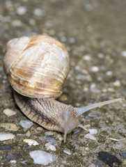 Snail with horns