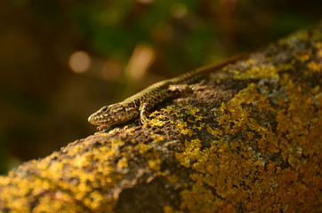 Lézard des murailles (Podarcis muralis)