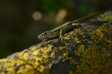 Lézard des murailles (Podarcis muralis)