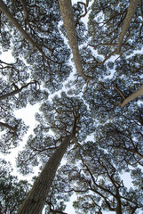 Stone pine forest in Tuscany