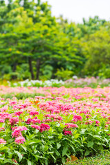 close up pink and white Chrysanthemum or Dendranthemum grandifflora in the garden outdoor, city park in summer  season