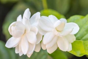 White flower, Jasmine (Jasminum sambac L.)