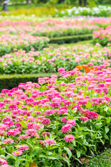 close up pink and white Chrysanthemum or Dendranthemum grandifflora in the garden outdoor, city park in summer  season