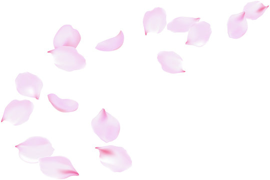 Flying soft pink rose petals. Delicate flowers blossom, blooming floating falling wind, vector background